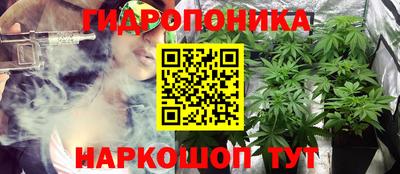 крисы Кингисепп