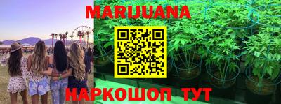 крисы Кингисепп